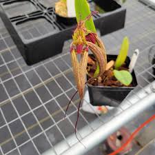 Image result for Bulbophyllum humblotii