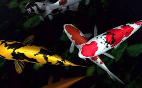 Fish Wallpaper Fish Wallpaper Colorful Fish Koi Wallpaper