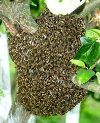 Maybe you would like to learn more about one of these? Bee Removal Experts For Tailored Bee And Wasp Infestation Solutions