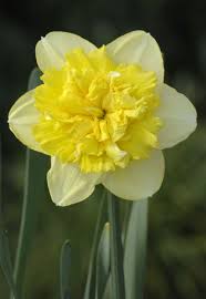 Double Narcissus Full House Bulb Flowers Fall Bulbs Daffodils