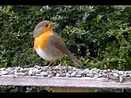 A partir de l'automne, quand le nombre d'insectes diminue, il se nourrit de baies et de fruits. Rouge Gorge Familier Mesange Bleue Et Noir Rossignol Qui Mange Et Compagnie Youtube