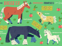 The Largest And Smallest Breeds Horses In The World