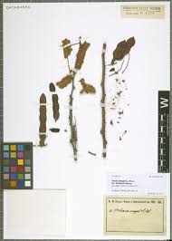 Image result for Adenodolichos punctatus