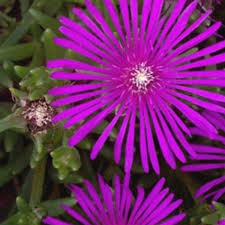 Image result for Delosperma spp.