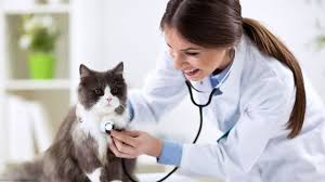 Search exotic animal vets in nj featured veterinarians. Vets Near Me By Vets Near Me