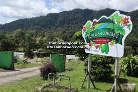 See 18 reviews, articles, and 31 photos of borneo 101 reflexology, ranked no.88 on tripadvisor among 88 attractions in kuching. Start With Good Quality Durian Seedlings