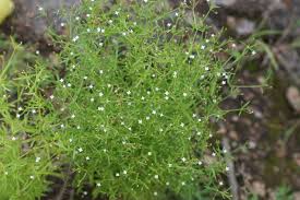 Image result for Oldenlandia herbacea