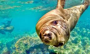 Why fish in la paz ? Discovering La Paz In Mexico Cover More Usa