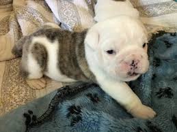 If you are looking to adopt or buy a frenchy take a look here! Litter Of 2 Bulldog Puppies For Sale In Burlington Wi Adn 44882 On Puppyfinder Com Gender Male Age 3 Weeks Old Bulldog Bulldog Puppies Puppies For Sale
