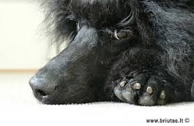 Miniature poodles are very smart, obedient, and graceful. Black Miniature Poodle Macro Look Black Miniature Poodle M Flickr
