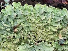 Image result for Priva flabelliformis