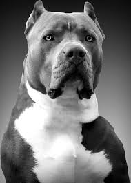 Ear cropping is so popular for this kind of dog. Meet Starlord We Did Not Cut His Ears He Was Given To Us With His Ears Cropped Already Aww