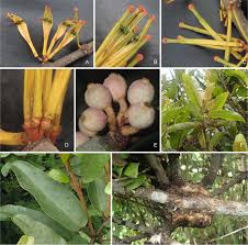 Image result for Erianthemum