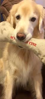 Is It Okay To Give My Dog A Bone Which Bones Are Safe For Dogs Dogs Dog Nutrition Cute Dogs
