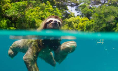 BBC series Planet Earth II will be unparalleled, says Attenborough | David  Attenborough | The Guardian