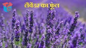 Pin By Mohammad Vasim On Amazing Facts Lavender Flowers Flowers Oil Plant