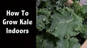 Any leaves that are blemished, brown, wilted, yellowing, or show signs of insect damage should be discarded or placed on the compost pile. How To Grow Kale Indoors Also My Favorite Led Grow Light Off Grid Living Youtube