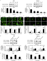 Company information for pbs advisory & consulting sdn bhd with registration number: The Apoptotic Effect Of 1 S 1 Acetoxychavicol Acetate Aca Enhanced By Inhibition Of Non Canonical Autophagy In Human Non Small Cell Lung Cancer Cells
