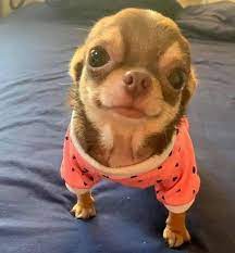 This Chihuahua Loves You And Only You Baby Animals Funny Chihuahua Love Baby Animals