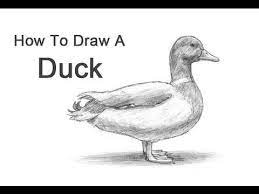 Pin On 3rd Grade Birds