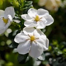 Image result for Gardenia subacaulis
