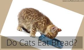 A cat always lands on its feet. Do Cats Eat Bread Can I Give My Cat