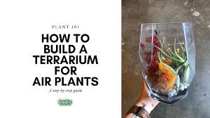 Whichever style you choose, building a terrarium is a fun way to display small plants, demonstrate an ecosystem, or protect vulnerable plants. How To Build A Terrarium For Air Plants Barbie With Plants