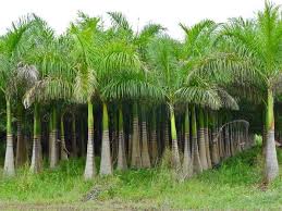 Image result for Roystonea regia