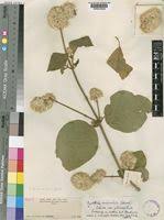 Image result for Cyathula uncinulata