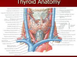 Paired organs include the tonsils, parotid glands, other major salivary glands, maxillary and frontal sinuses, and the nasal cavities. Ppt Thyroid Anatomy Powerpoint Presentation Free Download Id 2047550