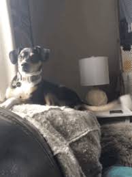 Wag Tail Gifs Get The Best Gif On Giphy Find funny gifs, cute gifs, reaction gifs and more. wag tail gifs get the best gif on giphy