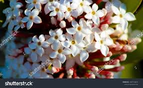 Image result for Acokanthera schimperi