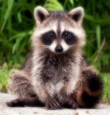 Sitting Raccoon Cute Baby Animals Cute Animals Cute Raccoon