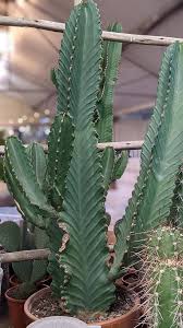 Image result for Euphorbia ingens