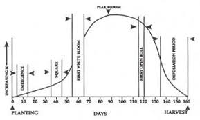 Advancing Cotton Educationgrowth And Development Of A Cotton