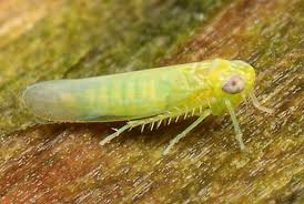 Image result for Empogona sp. A