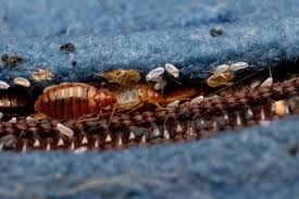 Image result for bed bugs eggs