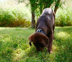 Trainpetdog.com has been visited by 10k+ users in the past month 7 Trainer Approved Tips For Housebreaking A Puppy