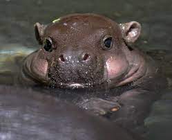 The baby hippo, which the zoo says loves bubbles, was born on aug. From Getty A Baby Pygmy Hippopotamus Takes A Bath In An Enclosure At Tokyo S Ueno Zoo On July 24 2011 The Baby Hip Cute Baby Animals Baby Hippo Cute Animals
