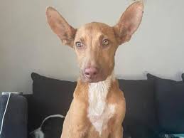 Fundraiser by Susan Goff : Support Pumpkin's Journey to a New Life