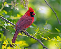 Birds Native To Virginia Beach Pin By Jrachelle On Virginia Is For Lovers Virginia Is For Lovers State Birds Birds