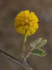 Image result for Indigofera ischnoclada