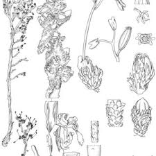 Image result for Inversodicraea