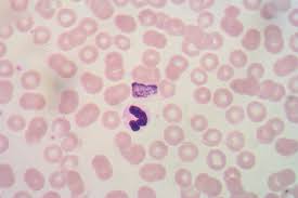 Setelah gigitan nyamuk tersebut, parasit masuk ke dalam tubuh dan menempati organ hati, di mana parasit dapat tumbuh dan berkembang biak. Malaria Vaccine Inefficiency Explained By Researchers The Pharmaceutical Journal