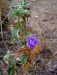 Image result for Barleria tanzaniana