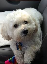 Multipoo Dog 3 Maltipoo Dog Maltipoo Puppy Maltipoo Haircuts