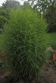 Image result for Scoparia