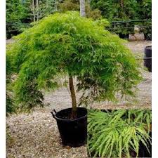 Acer Palmatum Dissectum Viridis Plantes Etang Arbuste Jardin Japonais