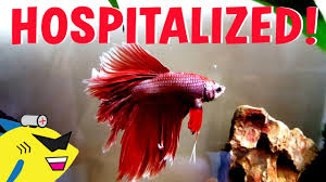 Jeff S In The Hospital Betta Fish Fin Rot Cure Treatment Youtube
