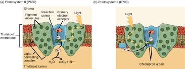 Light Dependent Reactions Biology For Majors I